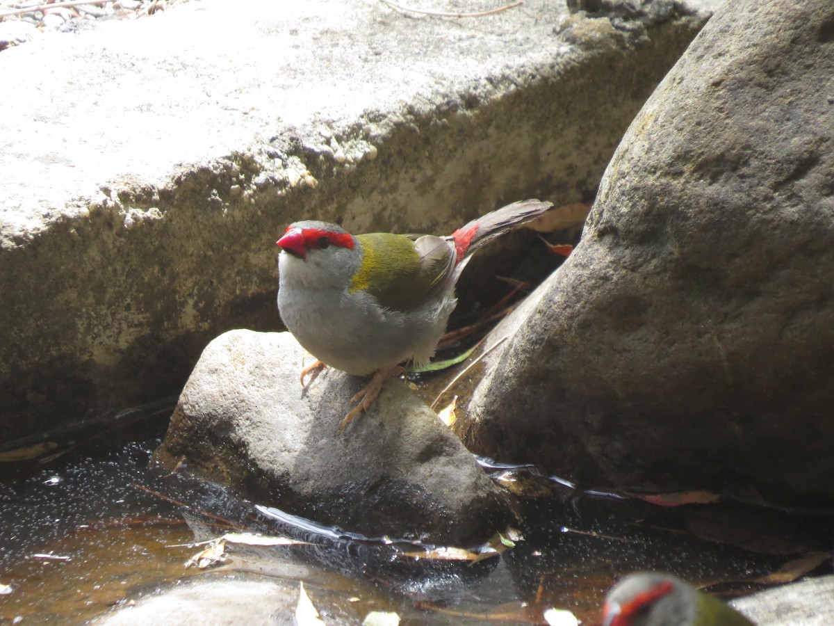 Red-browed Firetail - ML618111024