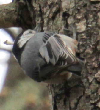 White-breasted Nuthatch (Eastern) - ML618111029