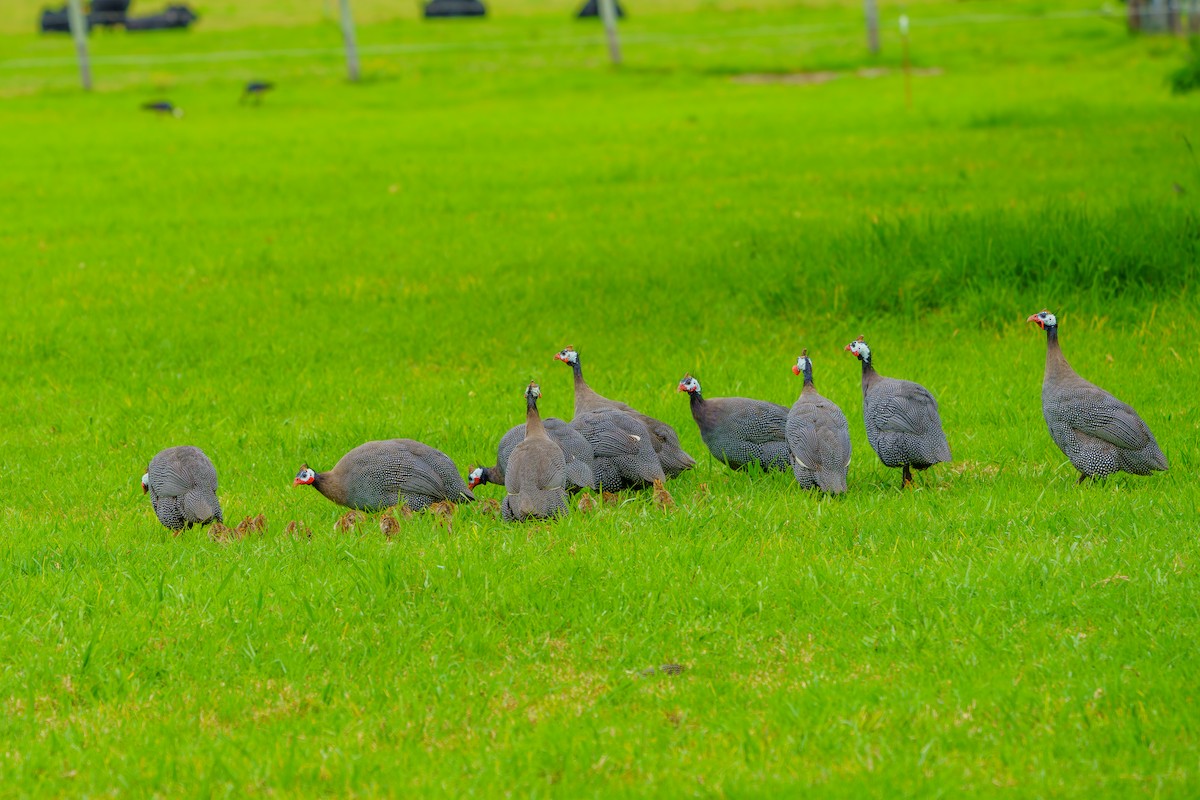 Helmeted Guineafowl (Domestic type) - James Churches