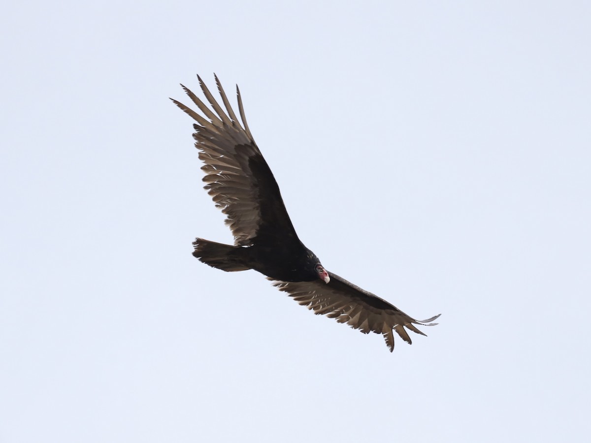 Turkey Vulture - Mike McInnis