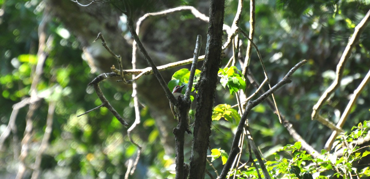Golden-olive Woodpecker - ML618111073