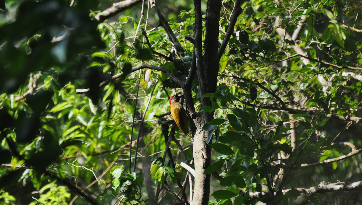Golden-olive Woodpecker - ML618111074