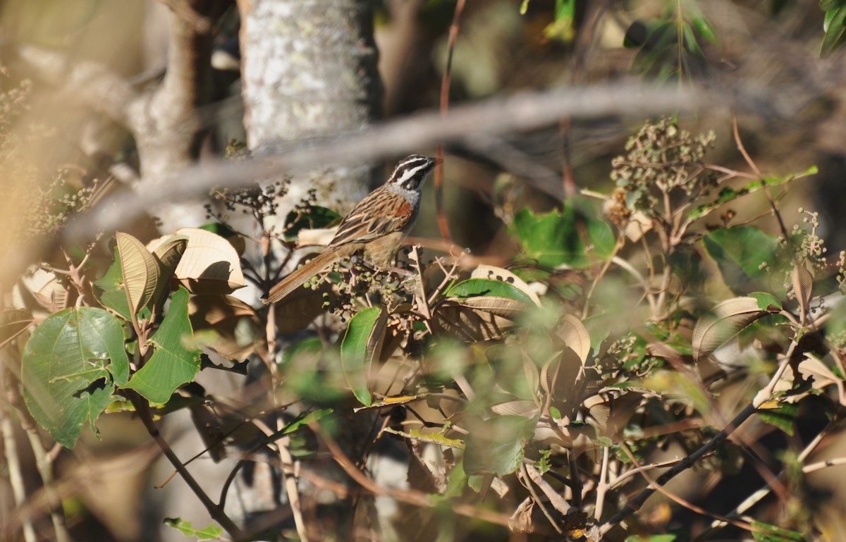 Stripe-headed Sparrow - ML618111185