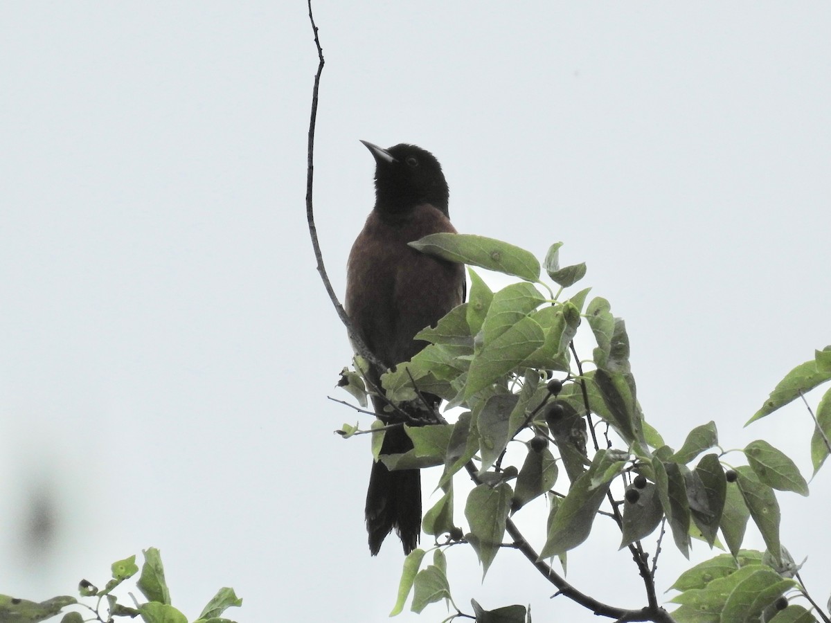 Orchard Oriole - ML618111222