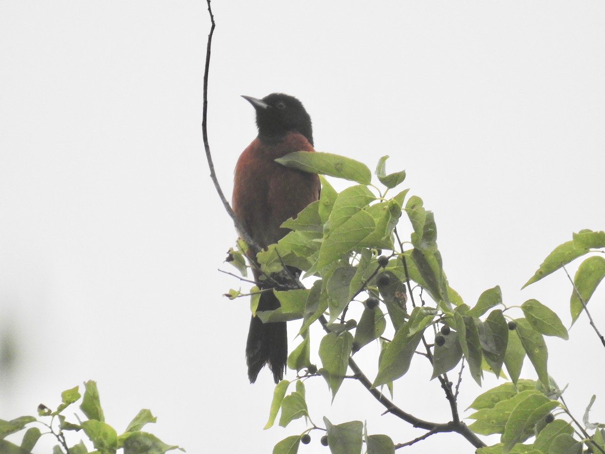 Orchard Oriole - ML618111239
