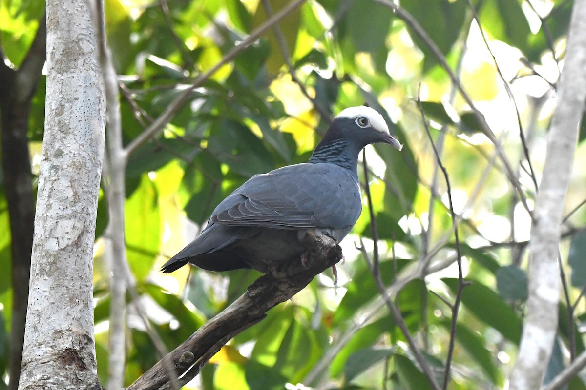 White-crowned Pigeon - ML618111249