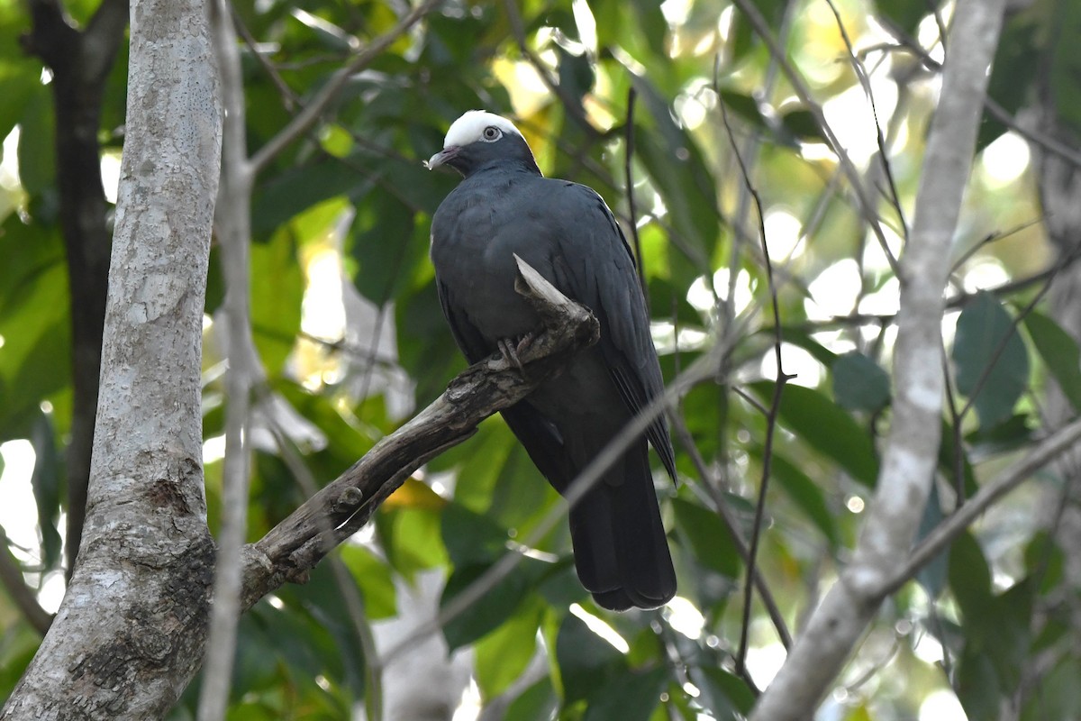 White-crowned Pigeon - ML618111250