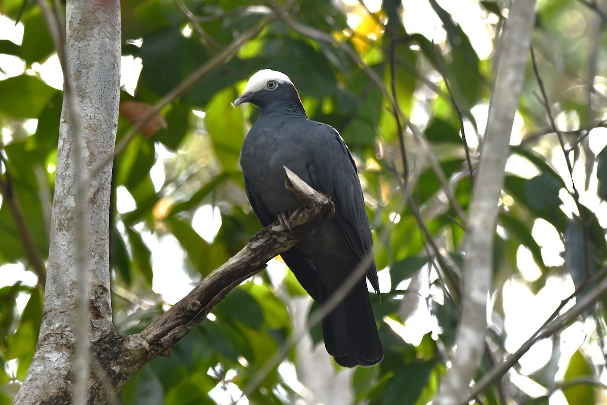 White-crowned Pigeon - ML618111251