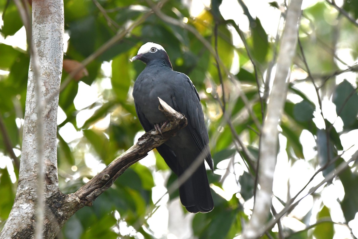 White-crowned Pigeon - ML618111253