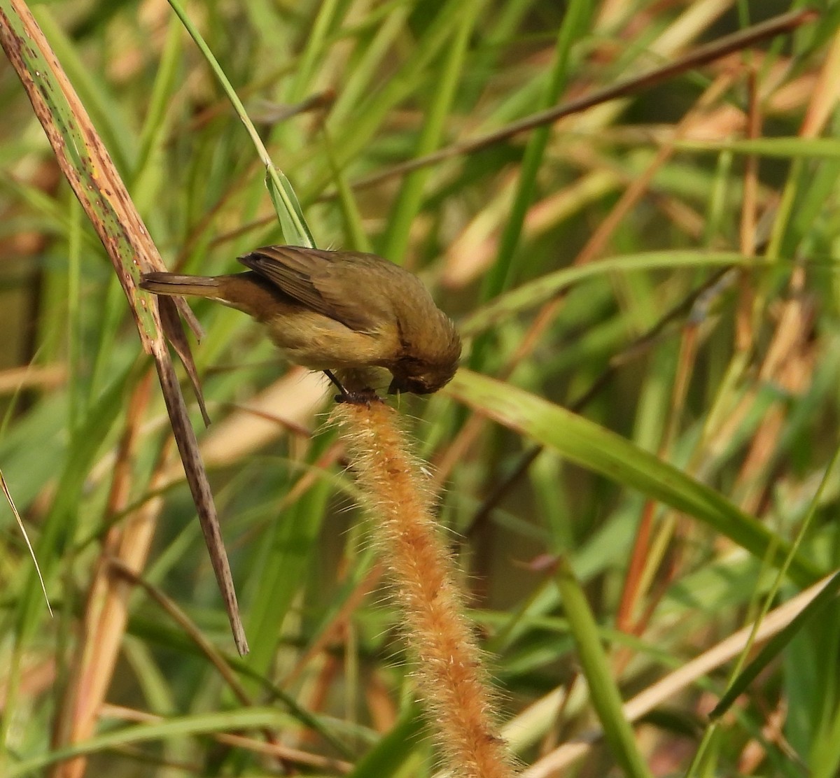 Yellow-bellied Seedeater - ML618111260