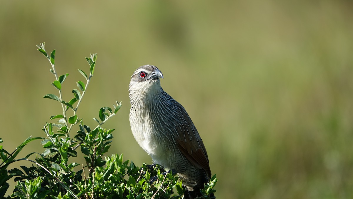 White-browed Coucal - ML618111273