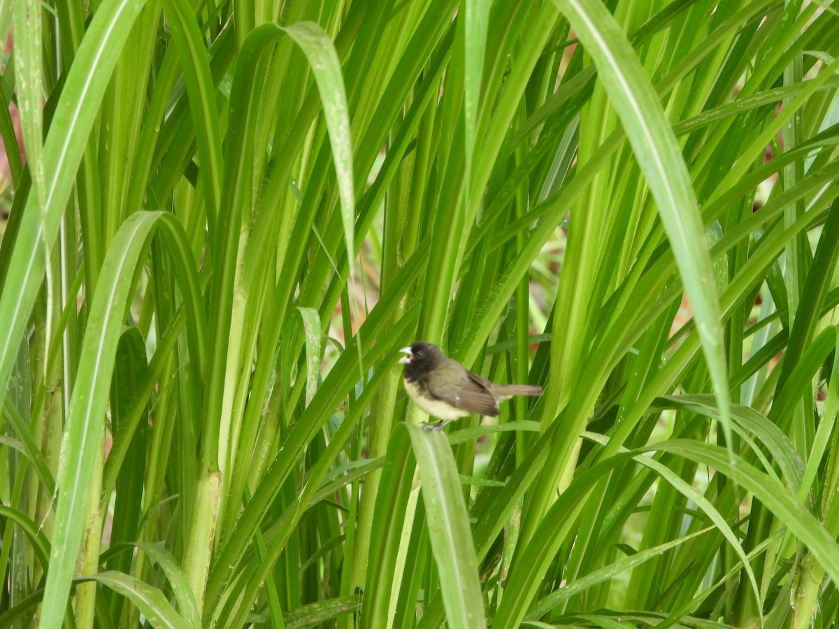 Yellow-bellied Seedeater - ML618111309