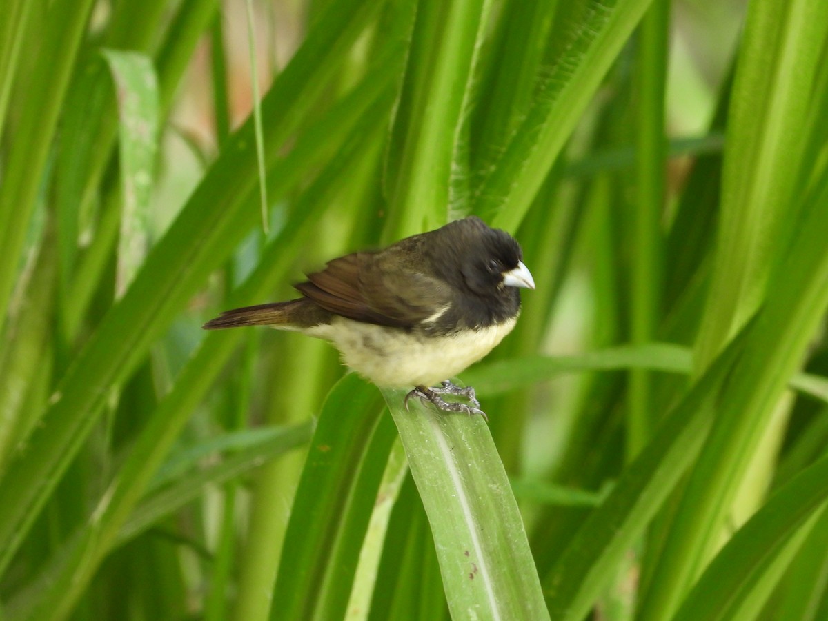 Yellow-bellied Seedeater - ML618111310