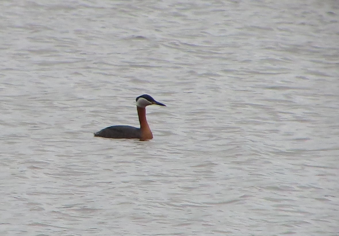 Red-necked Grebe - ML618111324