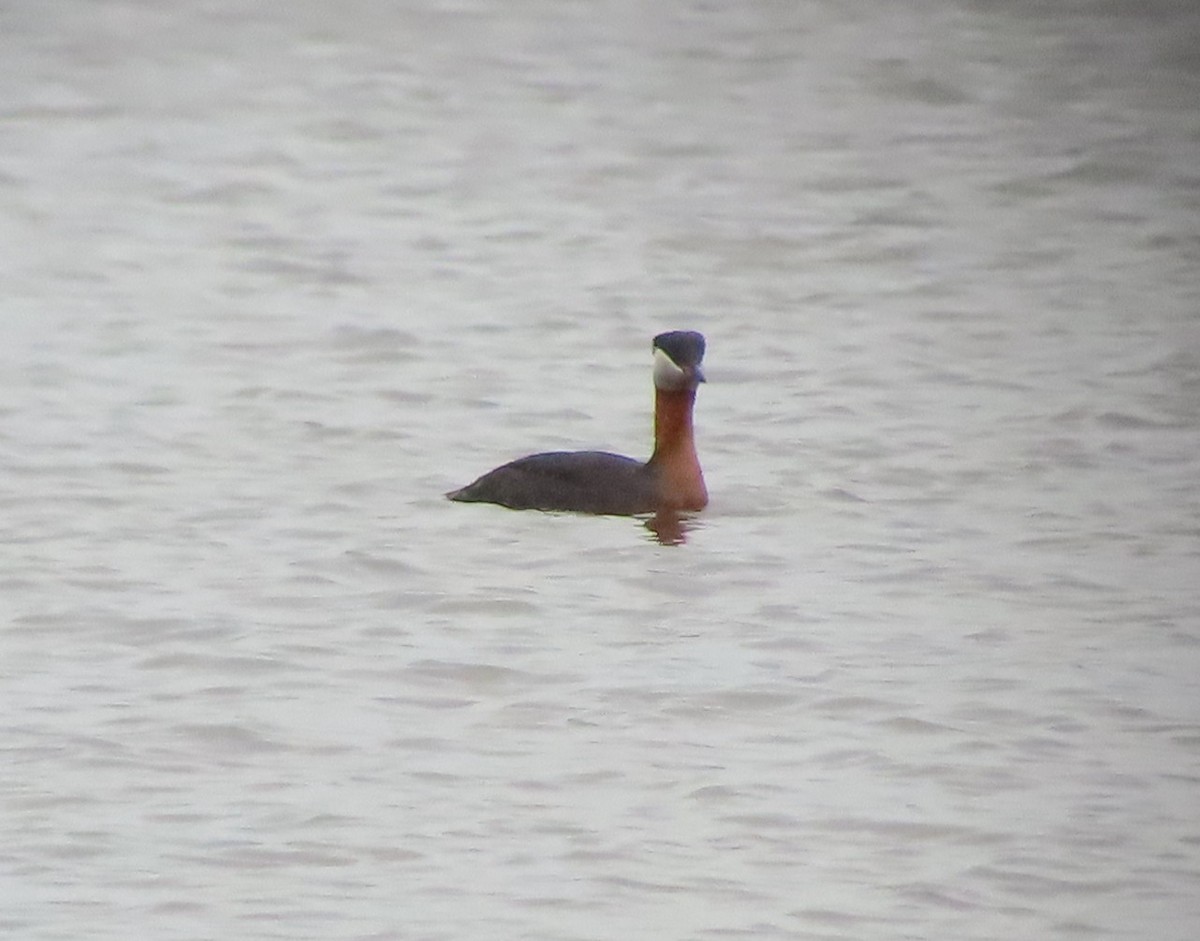Red-necked Grebe - ML618111326