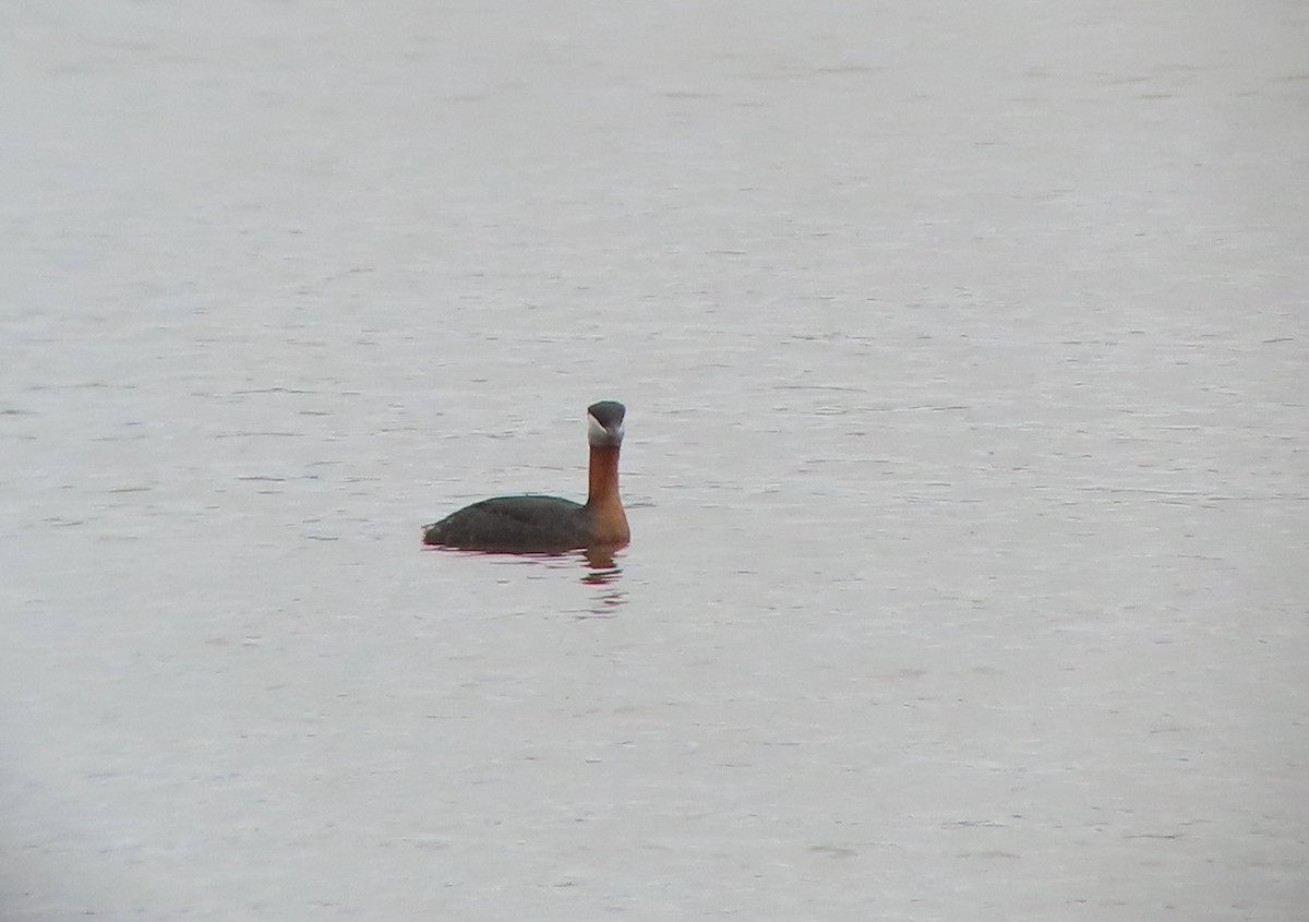 Red-necked Grebe - ML618111328