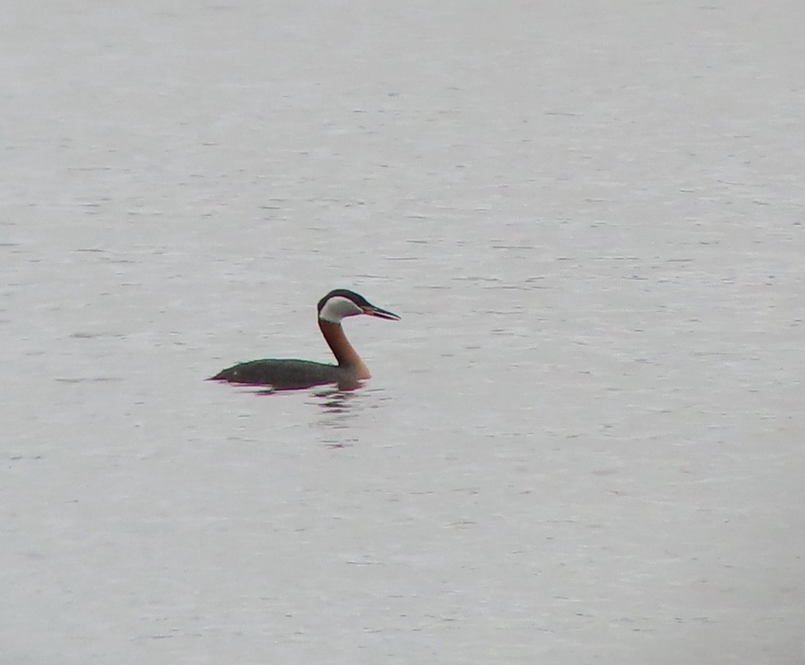 Red-necked Grebe - ML618111329