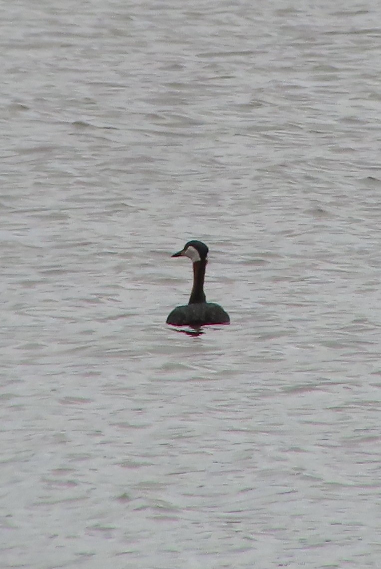 Red-necked Grebe - ML618111330