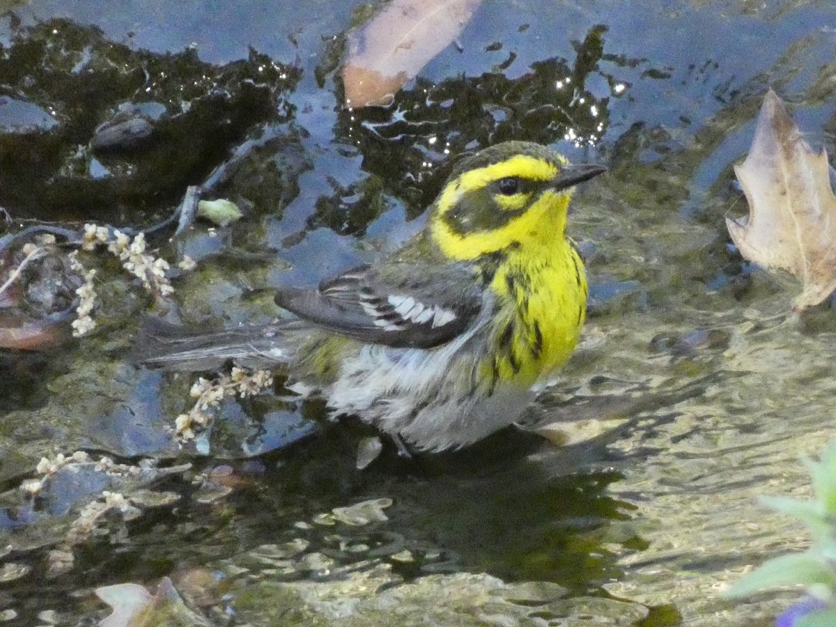 Townsend's Warbler - Steven C and Emily B