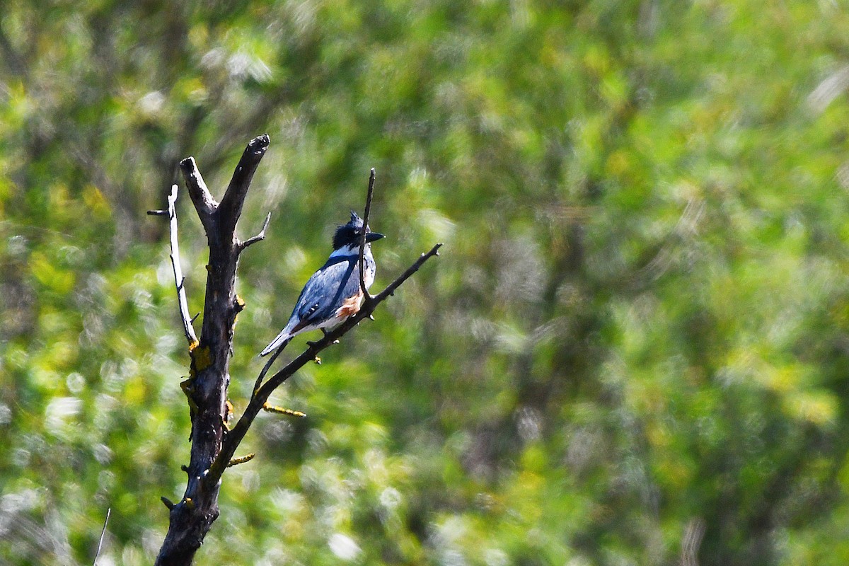 Belted Kingfisher - ML618111405
