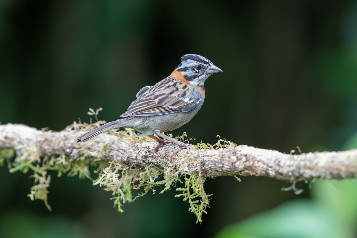 Rufous-collared Sparrow - Peggy Mundy