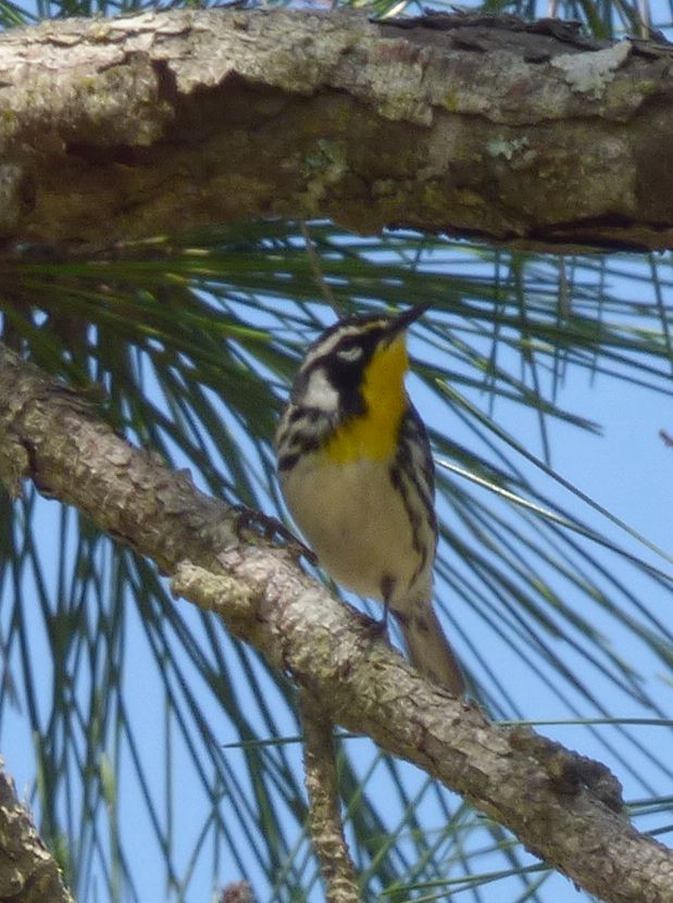 Yellow-throated Warbler - Jim Mott