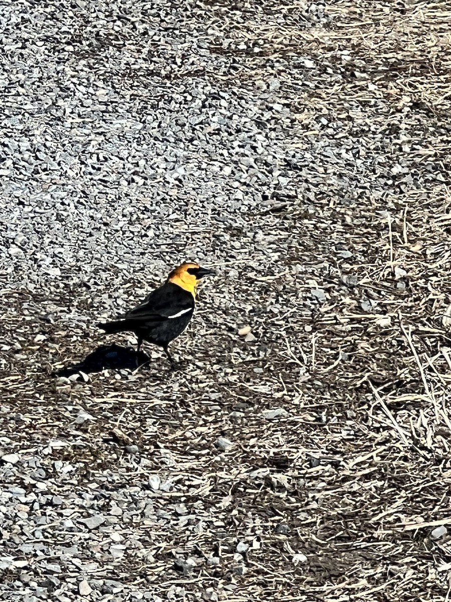 Yellow-headed Blackbird - ML618111457