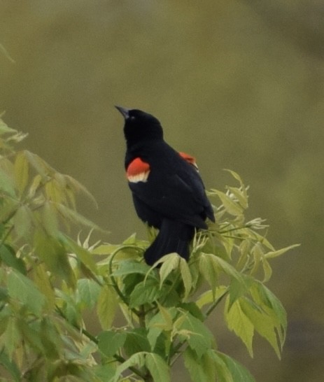 Red-winged Blackbird - Neal Fitzsimmons