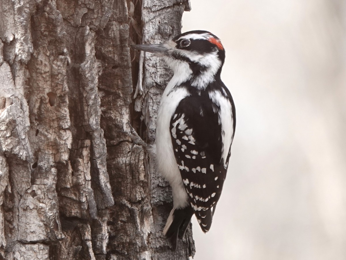 Hairy Woodpecker - Mike Blancher