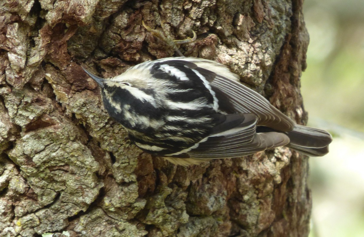 Black-and-white Warbler - ML618111469