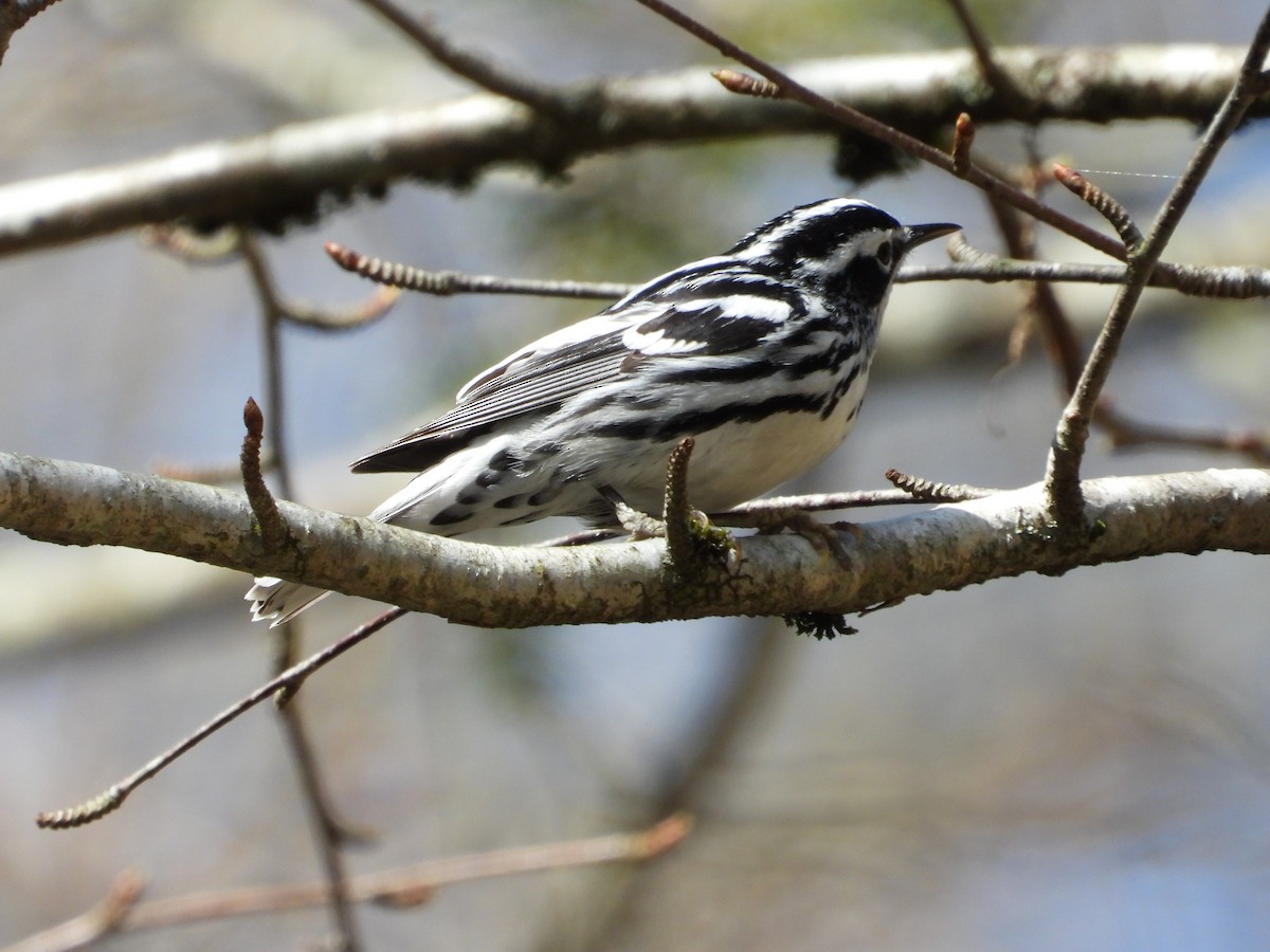Black-and-white Warbler - ML618111476
