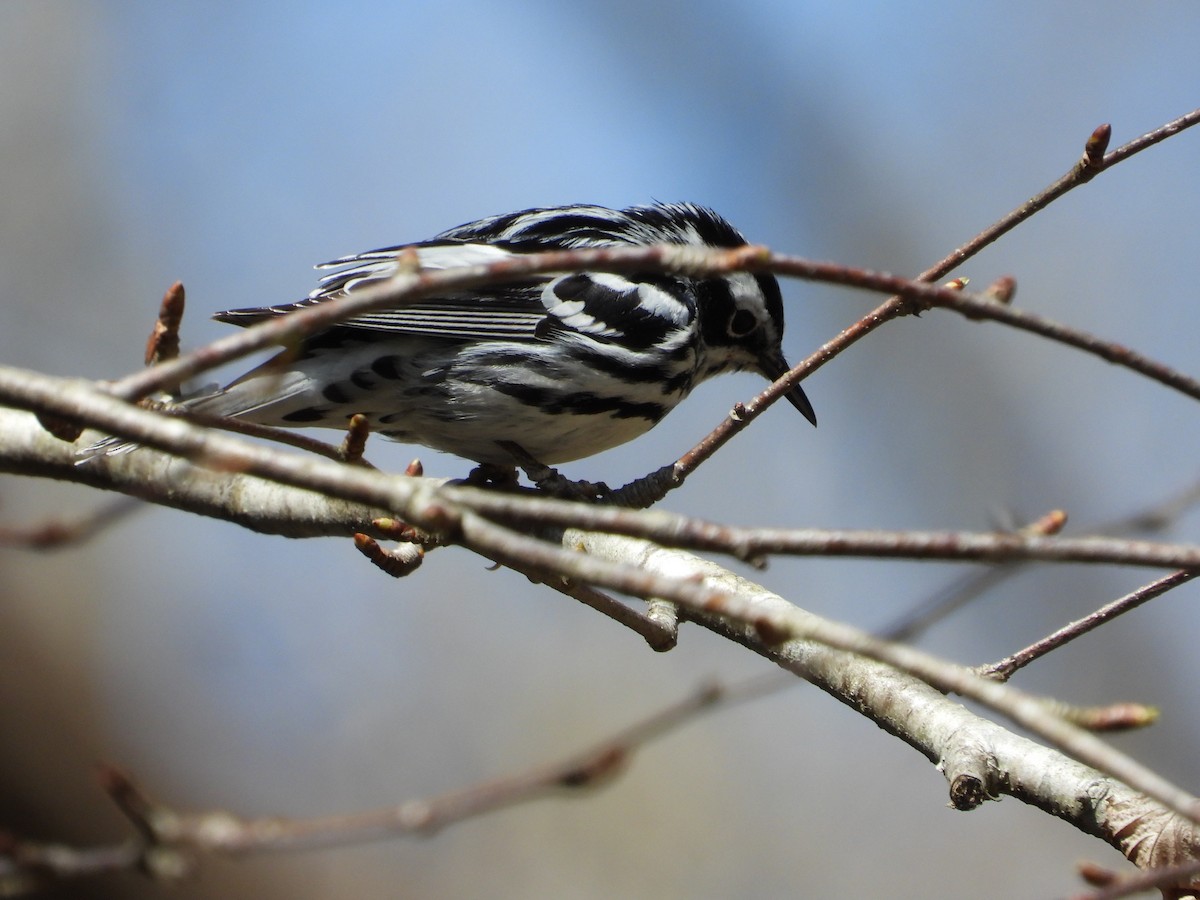 Black-and-white Warbler - ML618111477