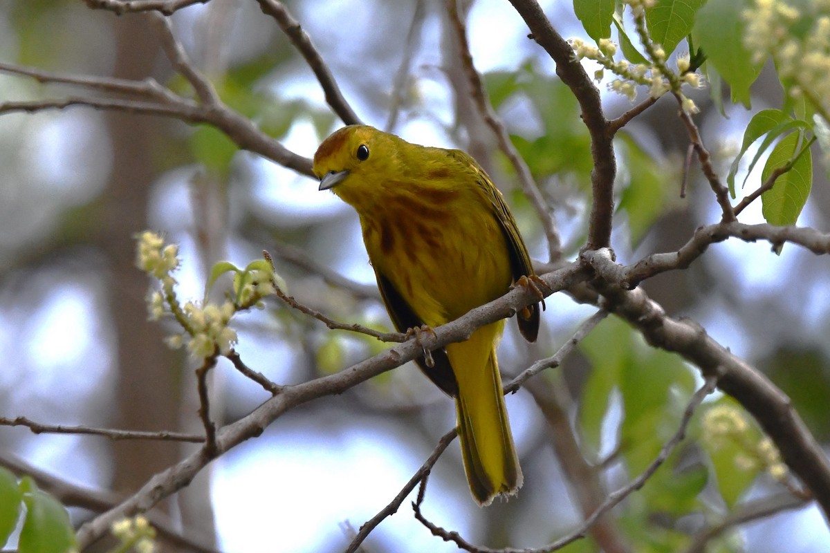 Yellow Warbler (Golden) - ML618111499