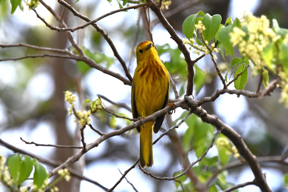 Yellow Warbler (Golden) - ML618111502
