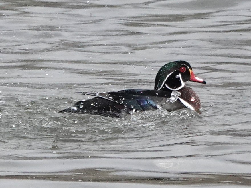 Wood Duck - Mike Blancher