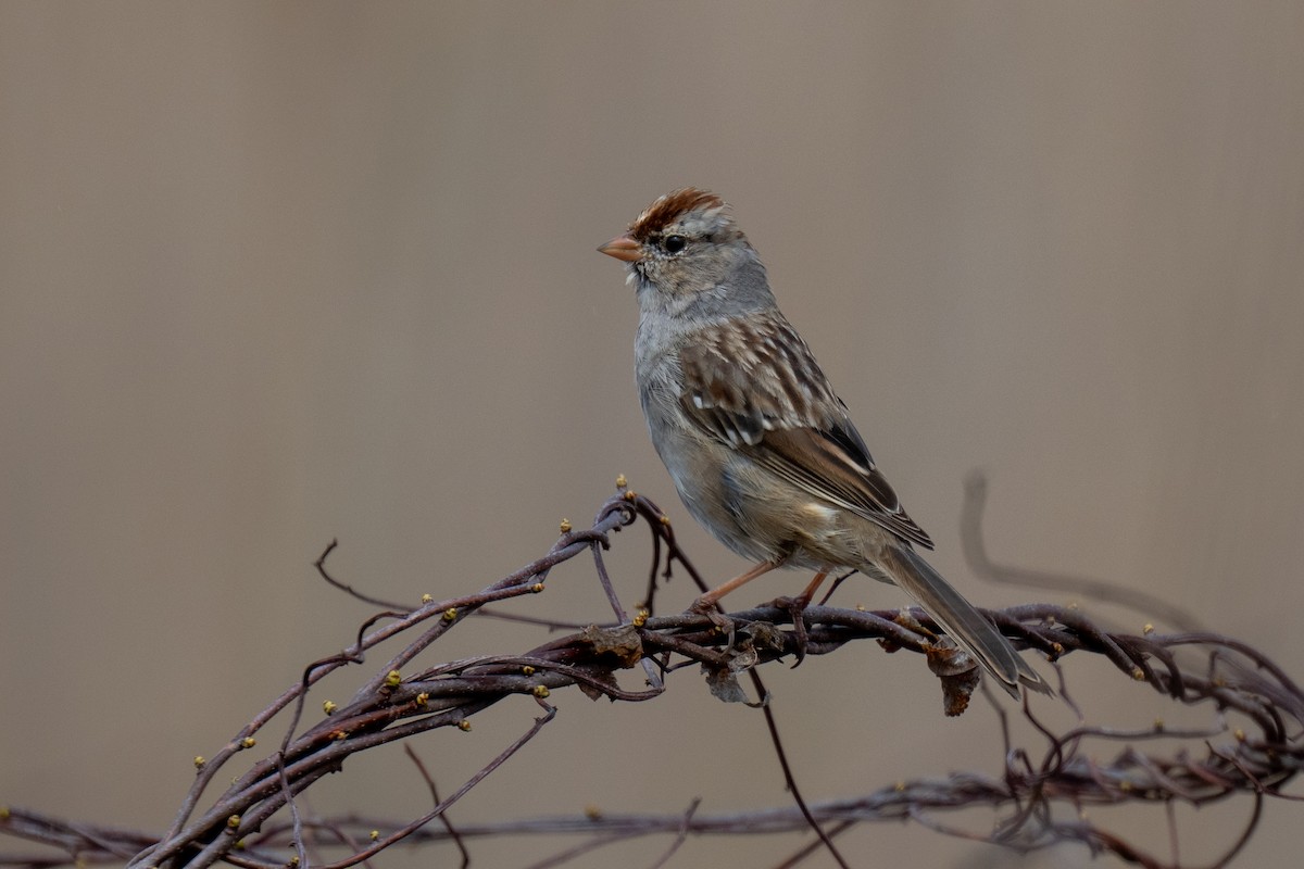 White-crowned Sparrow - Matthew Clark