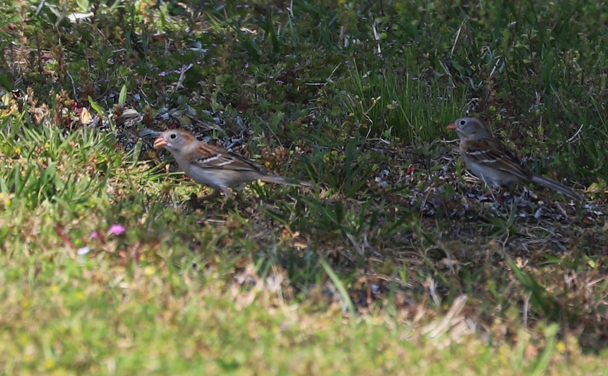 Field Sparrow - ML618111560