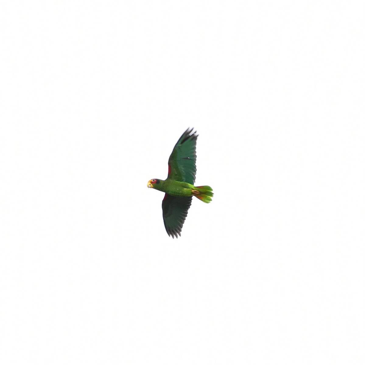 Yellow-lored Parrot - ML618111565