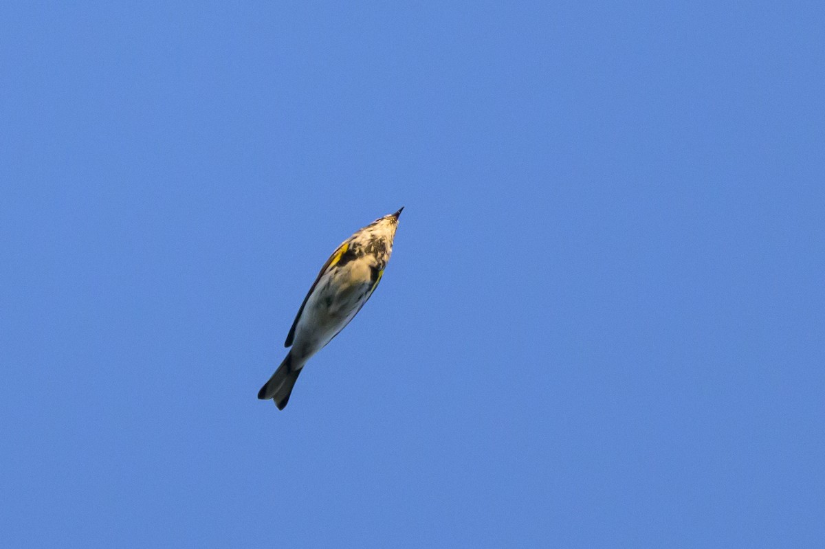 Yellow-rumped Warbler (Myrtle) - ML618111614