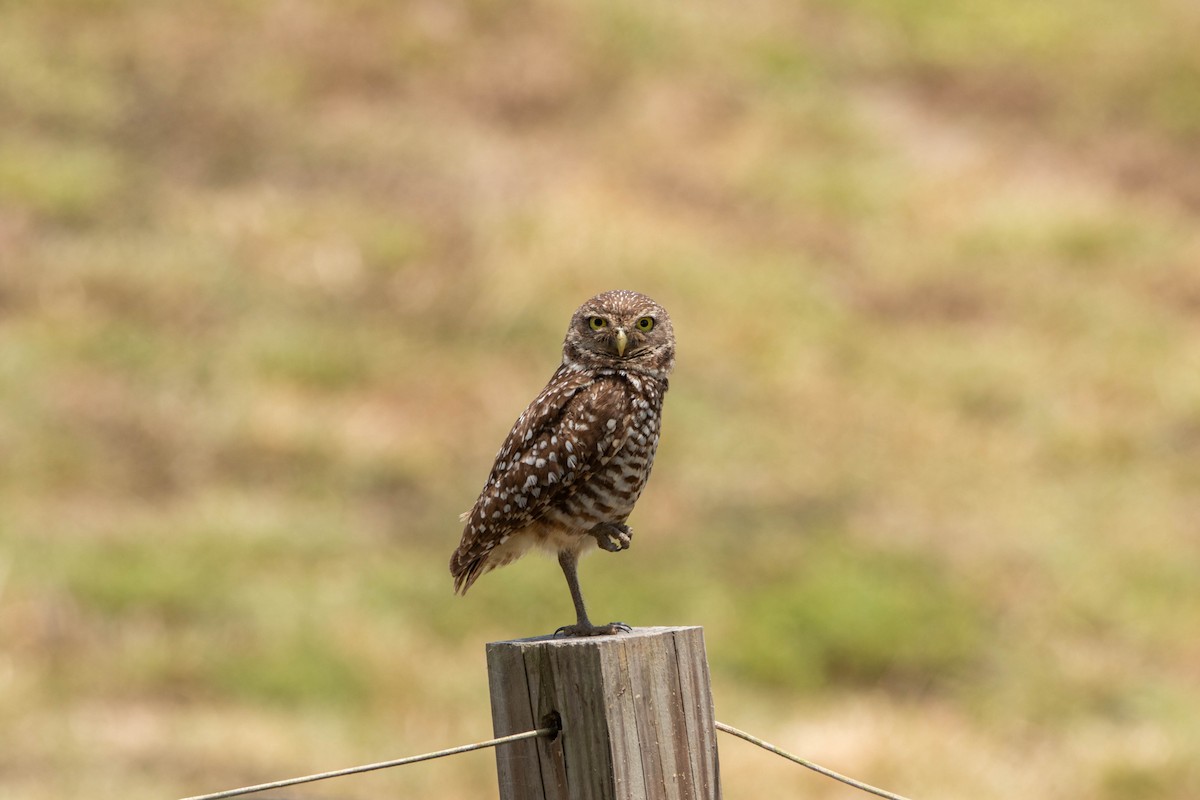 Burrowing Owl (Florida) - Nick Hoffmann