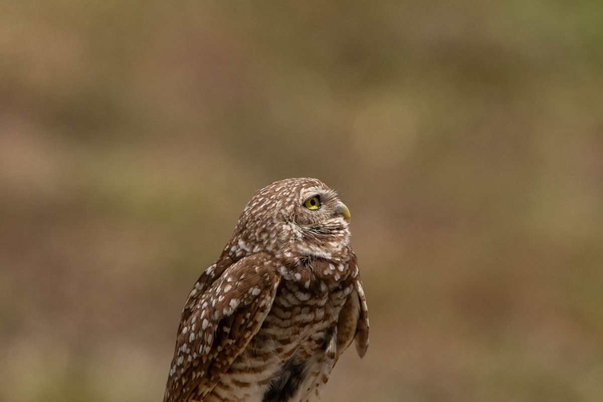Burrowing Owl (Florida) - ML618111617