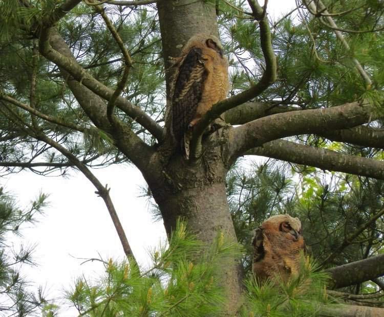 Great Horned Owl - ML618111633