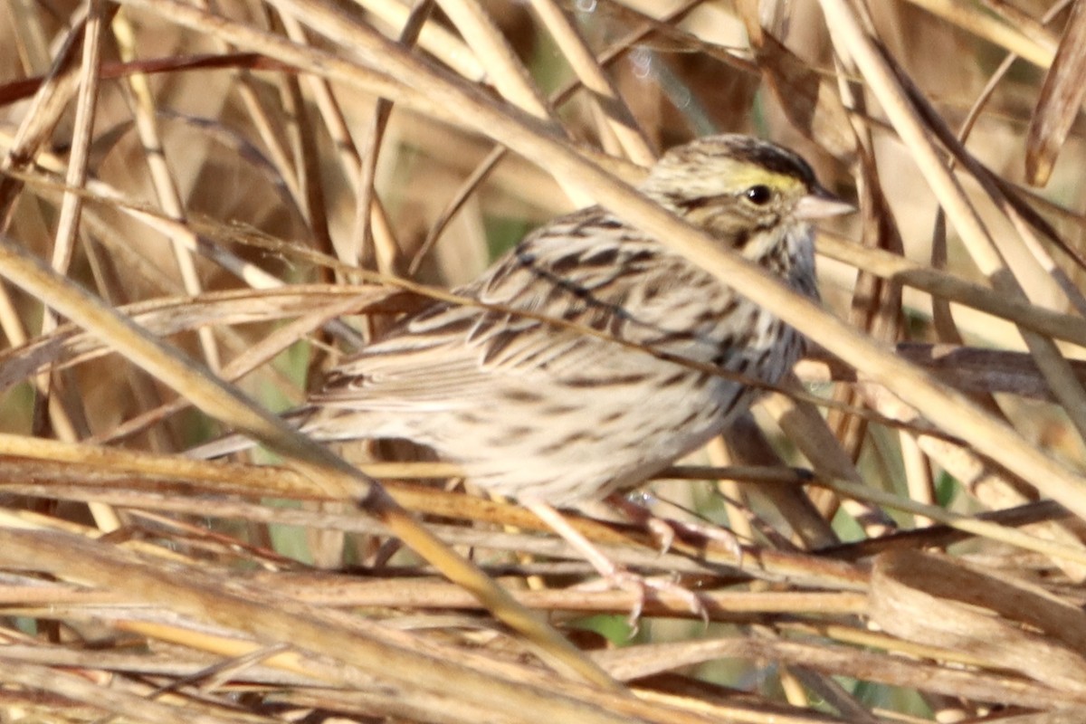 Savannah Sparrow - ML618111646