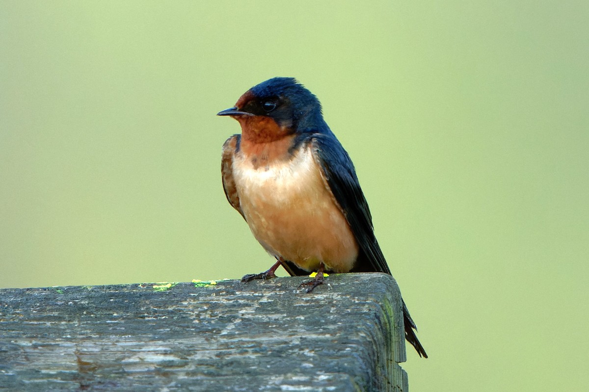 Barn Swallow - chris contakos