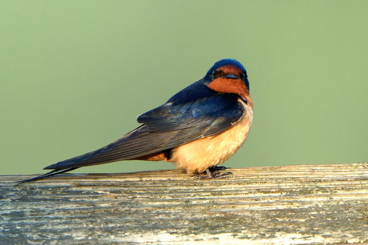 Barn Swallow - chris contakos
