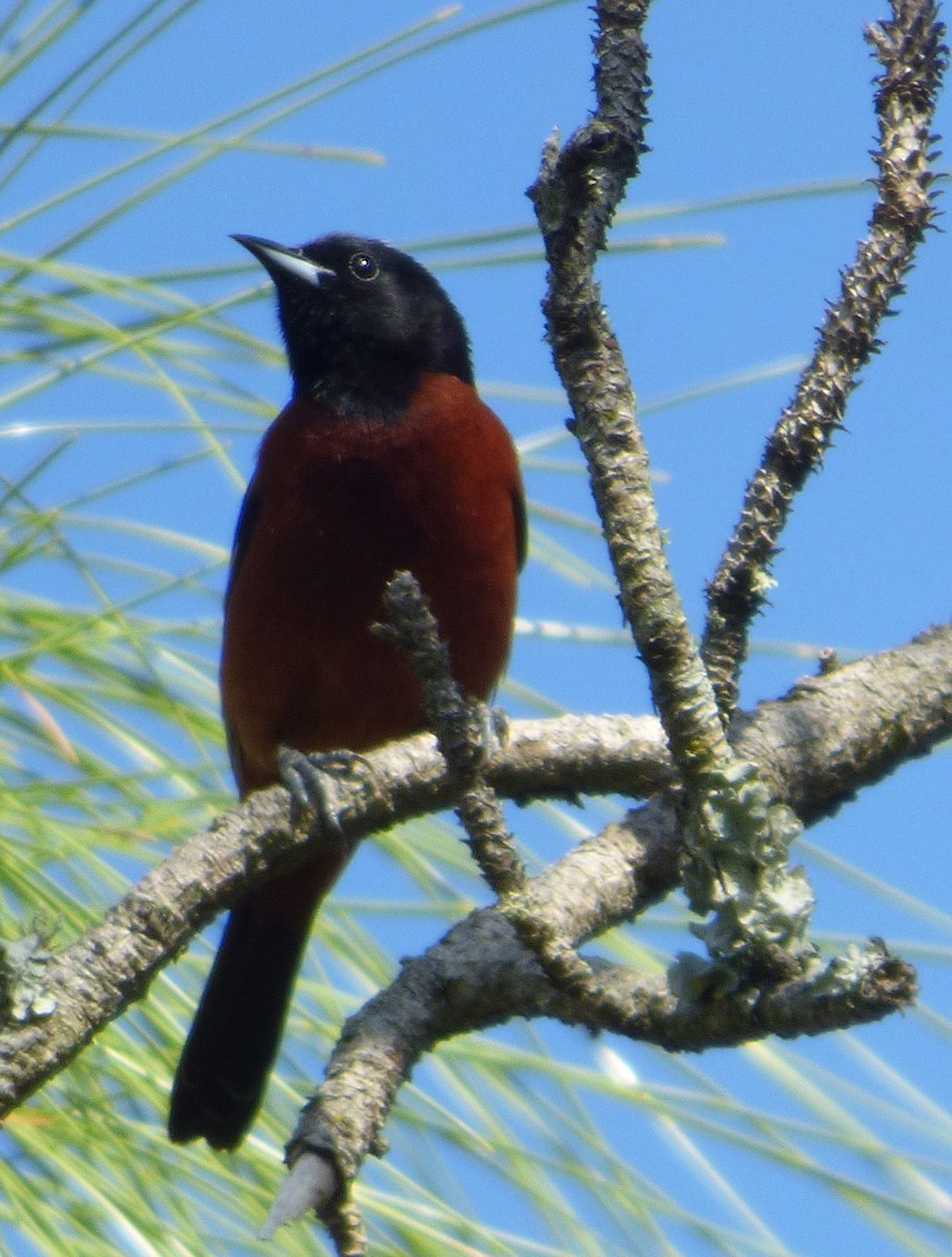 Orchard Oriole - ML618111718