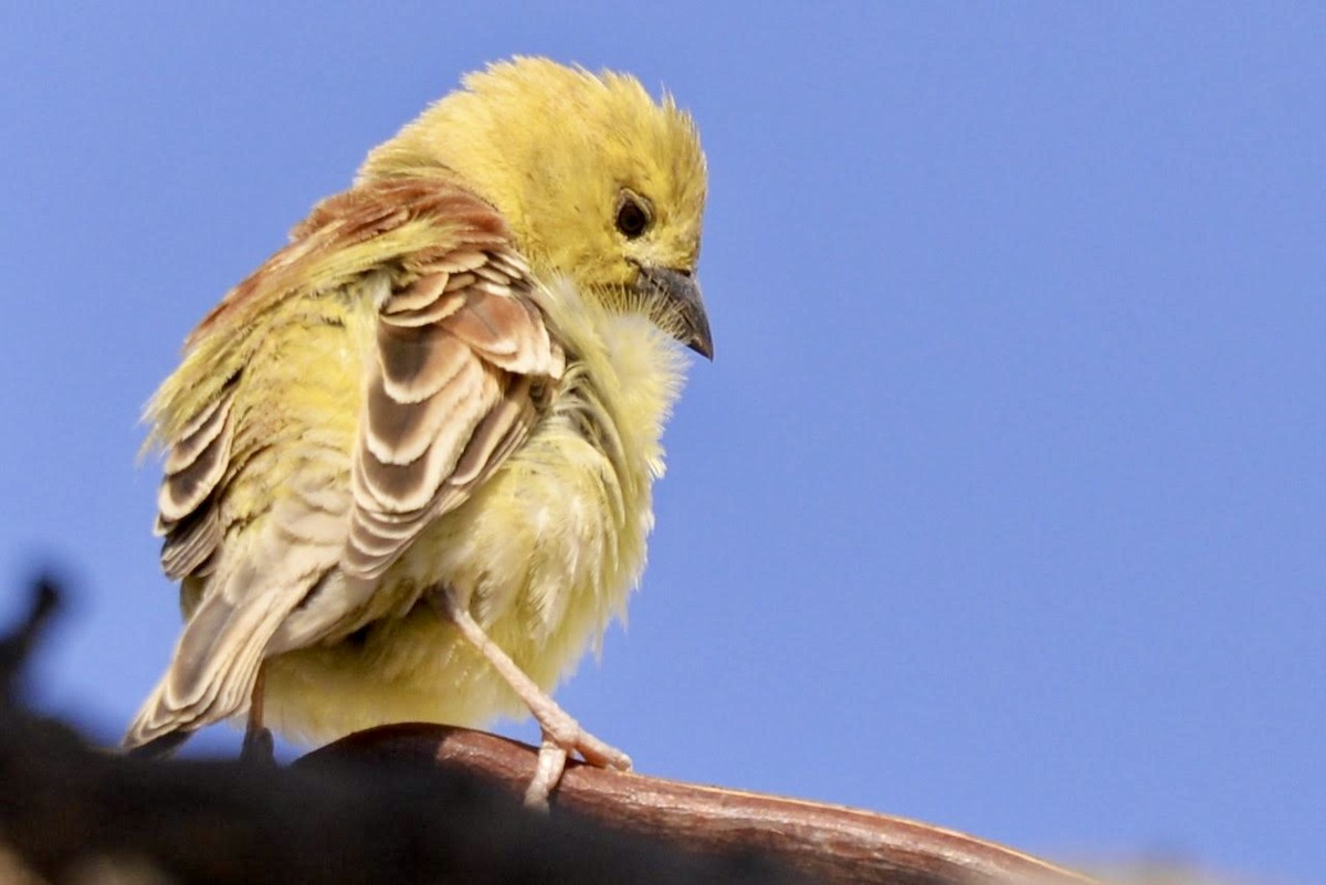 Sudan Golden Sparrow - ML618111723