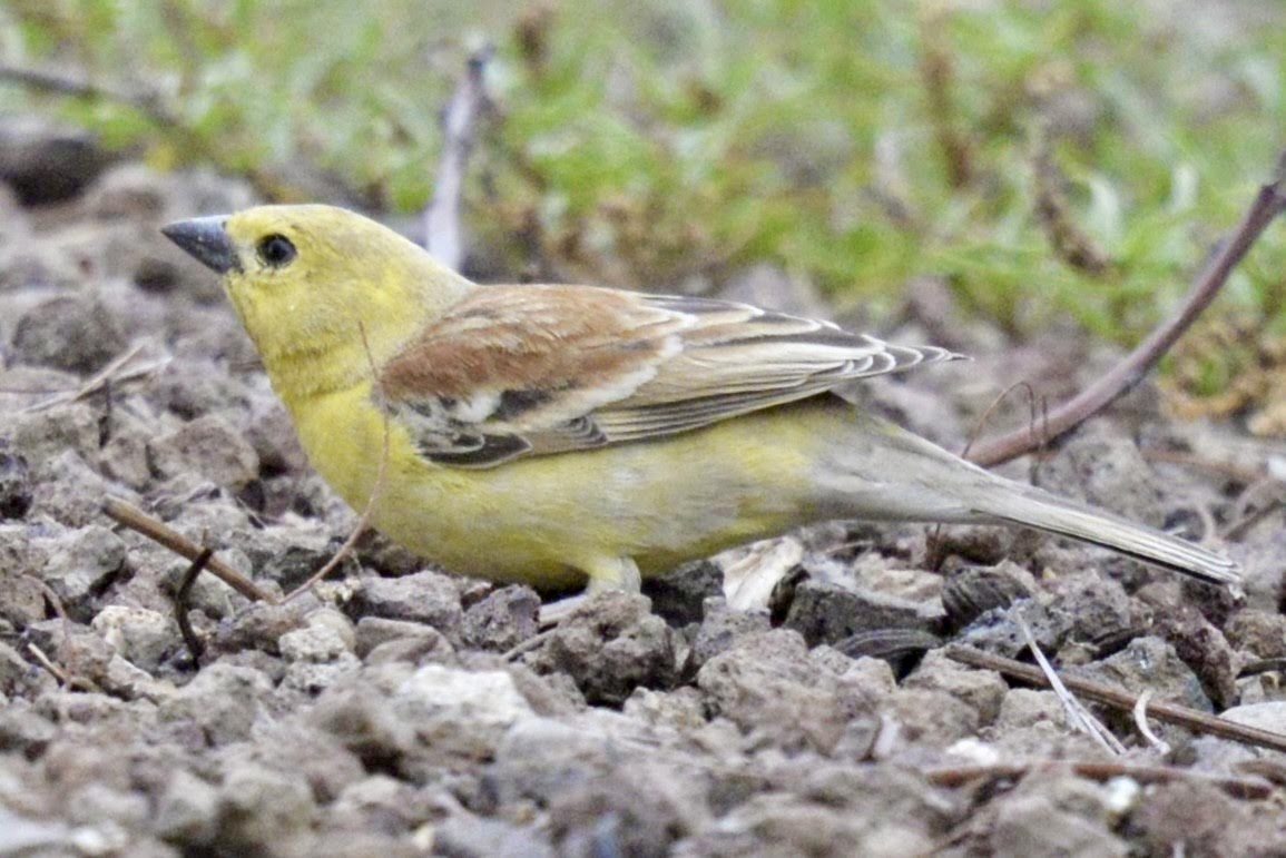 Sudan Golden Sparrow - ML618111726