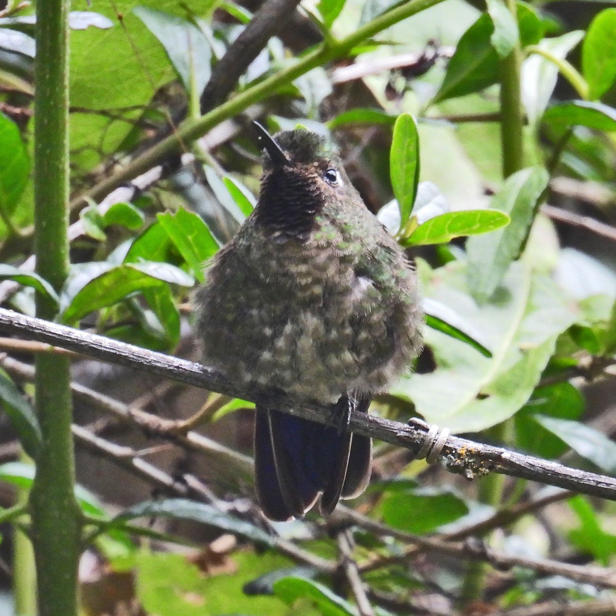 kolibřík dřišťálový - ML618111751