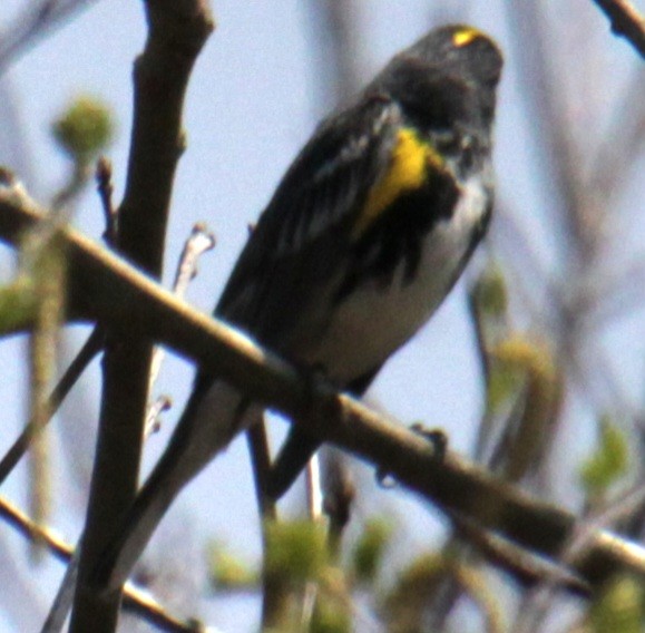 Yellow-rumped Warbler (Myrtle) - ML618111760